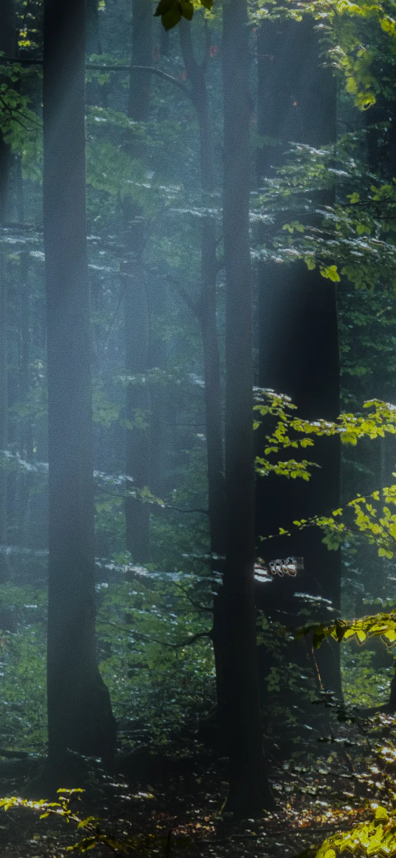 下川フォレストファミリー